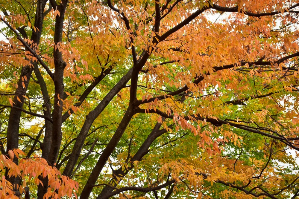 Gyeongju Autumn Colours